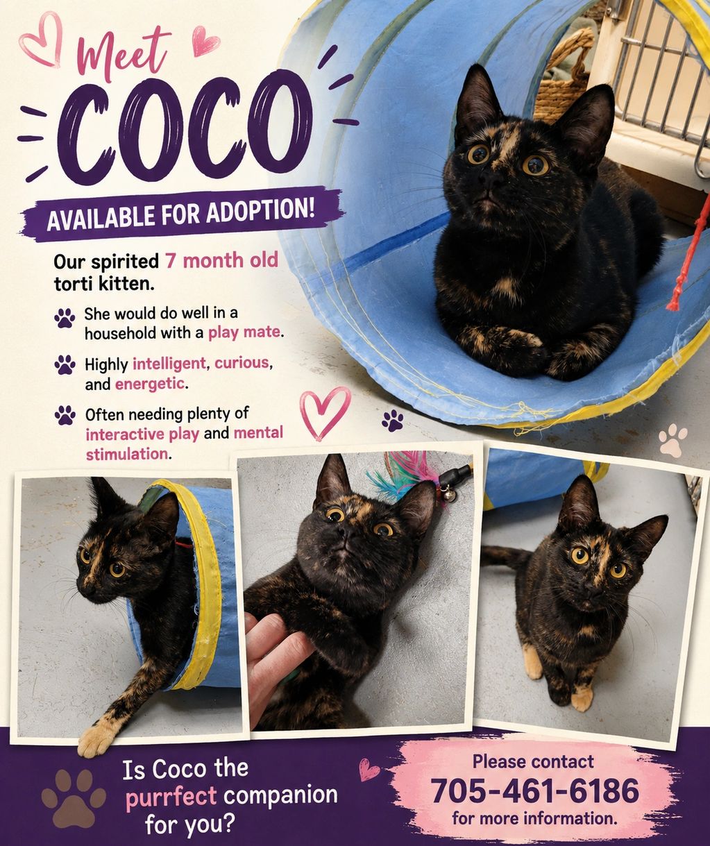 Meet Coco, a playful and intelligent 7-month-old torti kitten available for adoption.
