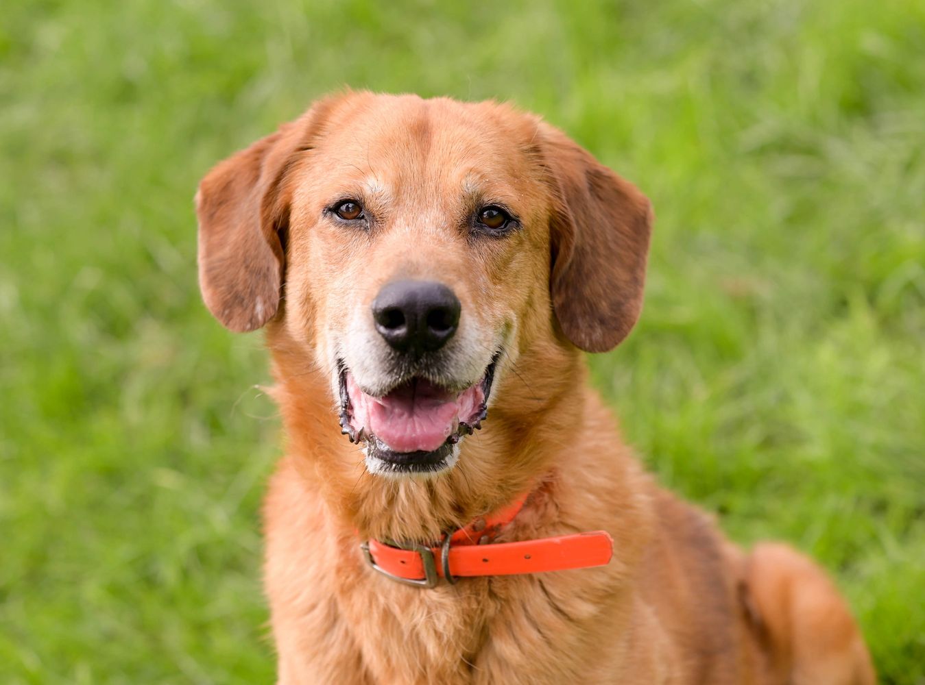 Happy golden retriever with an orange collar sitting on grass.