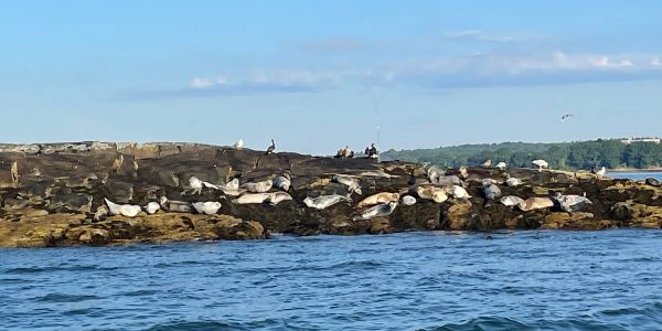 Seals resting on rocky shore near water under blue sky.
