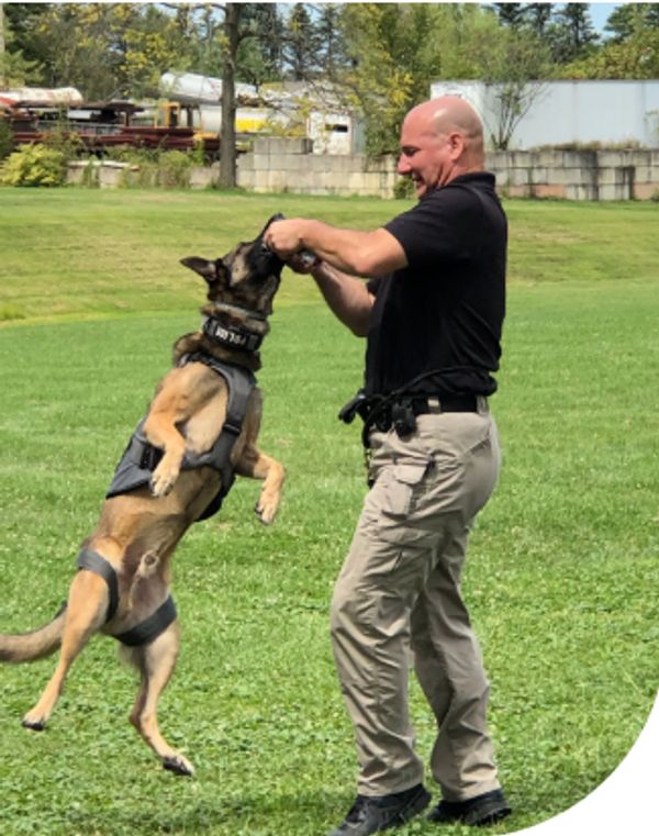 Man plays with a jumping dog wearing a harness in a grassy area.