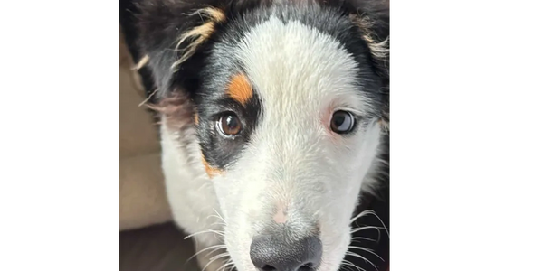 Celtic Brae Bubbly Kisses with Dynamite "Dyna" is the latest pup to join our family.
Daughter of Cel