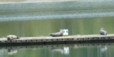 Seals on Bremerton outstation dock in Oro Bay on Anderson Island