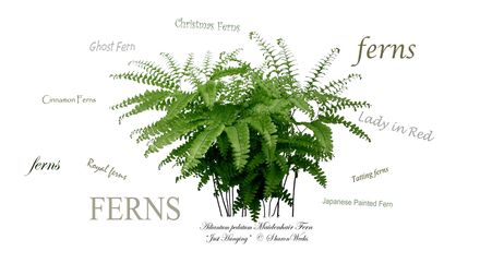 Maidenhair fern