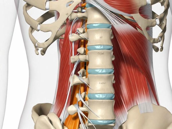 Detailed anatomical view of the lumbar spine with surrounding muscles and nerves.
