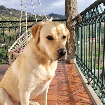 Chuma the Labrador is the support animal at the lighthouse San Pedro retreat