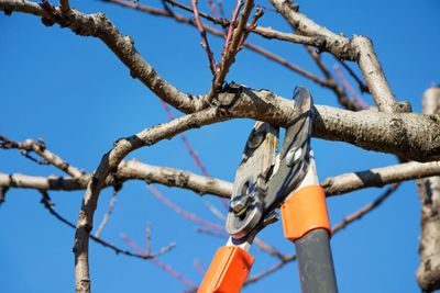 Pruning shears cutting a tree branch against a clear blue sky.