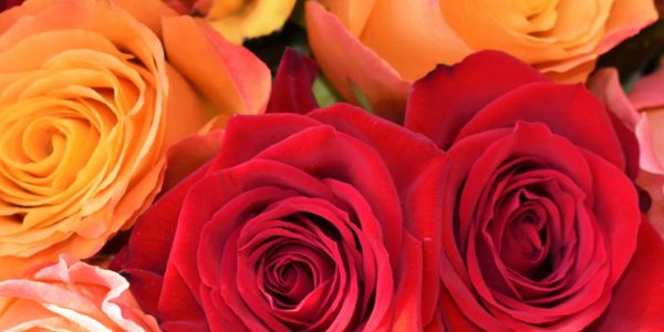 Close-up of vibrant red and orange roses in full bloom.