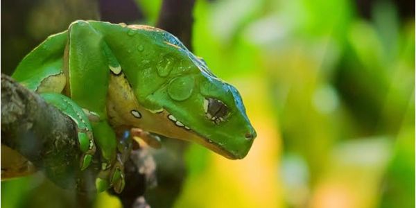 A green tree frog clings to a branch with water droplets on its body.