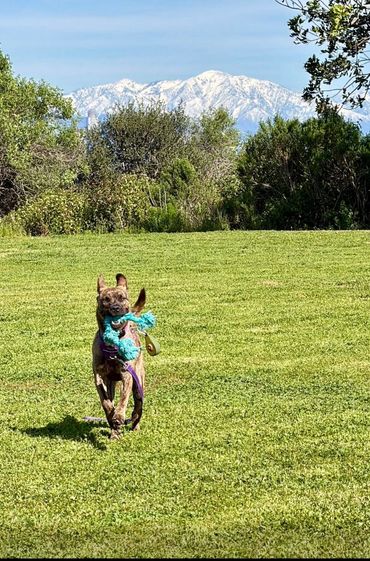 Dog playing with a blue toy on a grassy field with snowy mountains in the background.