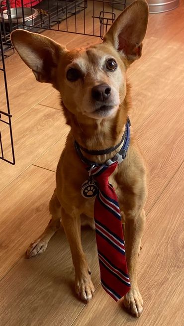 Dog wearing a red striped tie, sitting on a wooden floor.
