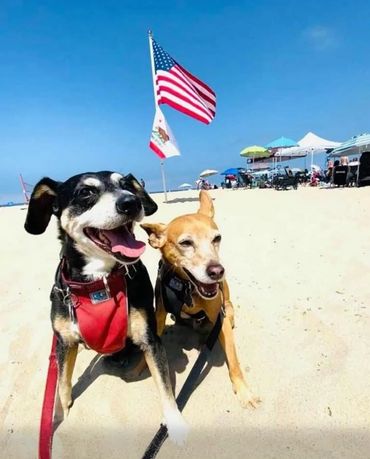 Two happy dogs enjoying a sunny beach day with American and California flags in the background.
