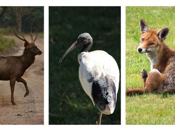 Native and Exotic Pest Management Ecologist New South Wales