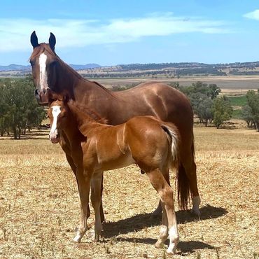 4 weeks old. 2022 Stevie Rey Von (US) weanling colt out of Ima Smooth Blue Cat (IMP) mare