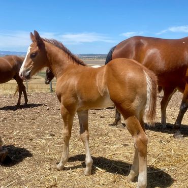 4 weeks old. 2022 Stevie Rey Von (US) weanling colt out of Ima Smooth Blue Cat (IMP) mare