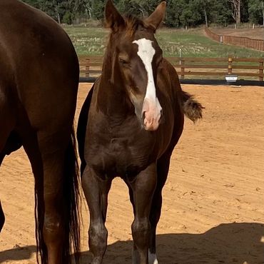 16 weeks old 2022 Stevie Rey Von (US) weanling colt out of Ima Smooth Blue Cat (IMP) mare