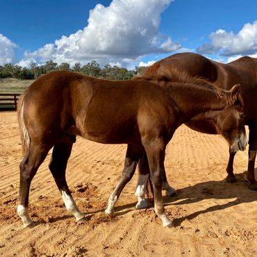 16 weeks old 2022 Stevie Rey Von (US) weanling colt out of Ima Smooth Blue Cat (IMP) mare