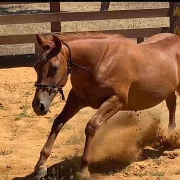 Amazin Greyce by EB'S Phalaris