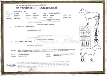 Dam: Stylish Lil Cat AQHA Registration Papers
