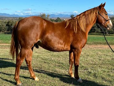 Colt by Shines Like Metallic
