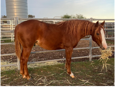 Colt by Shines Like Metallic