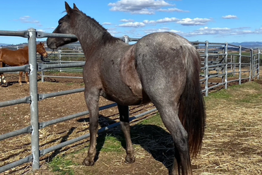 Colt by Ima Smooth Blue Cat (IMP)