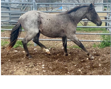 Colt by Ima Smooth Blue Cat (IMP)