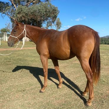 Amazin Greyce by EB'S Phalaris