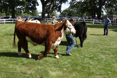 Person leading a brown and white cow in an outdoor area.