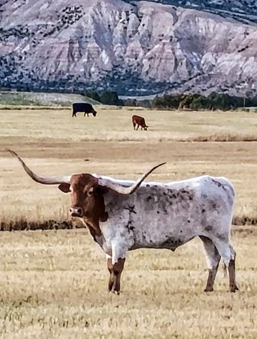 Texas Longhorn with Rocky Mountain backdrop