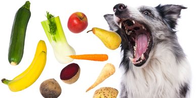 legumes chien