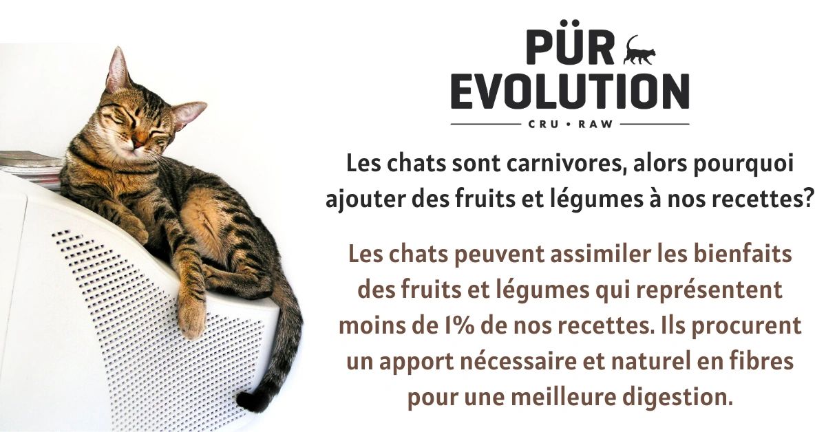 viande crue pour chat alimentation crue