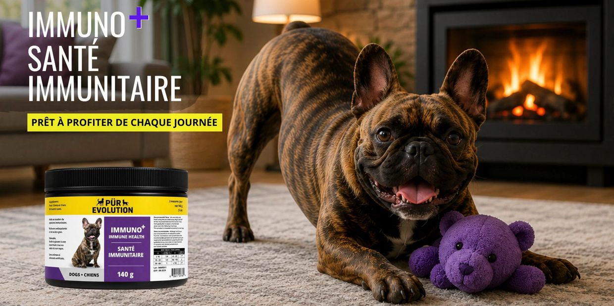 Chien joyeux avec une peluche violette, près d'une cheminée.