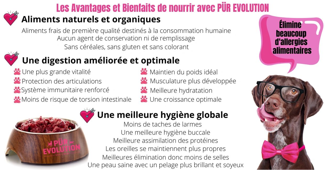 chien cru avantage pur evolution