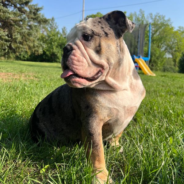 Bulldog puppy outside on grass