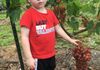 Grandson enjoying Victoria Red grapes