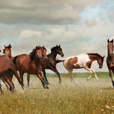 Horses running freely in a grassy field.