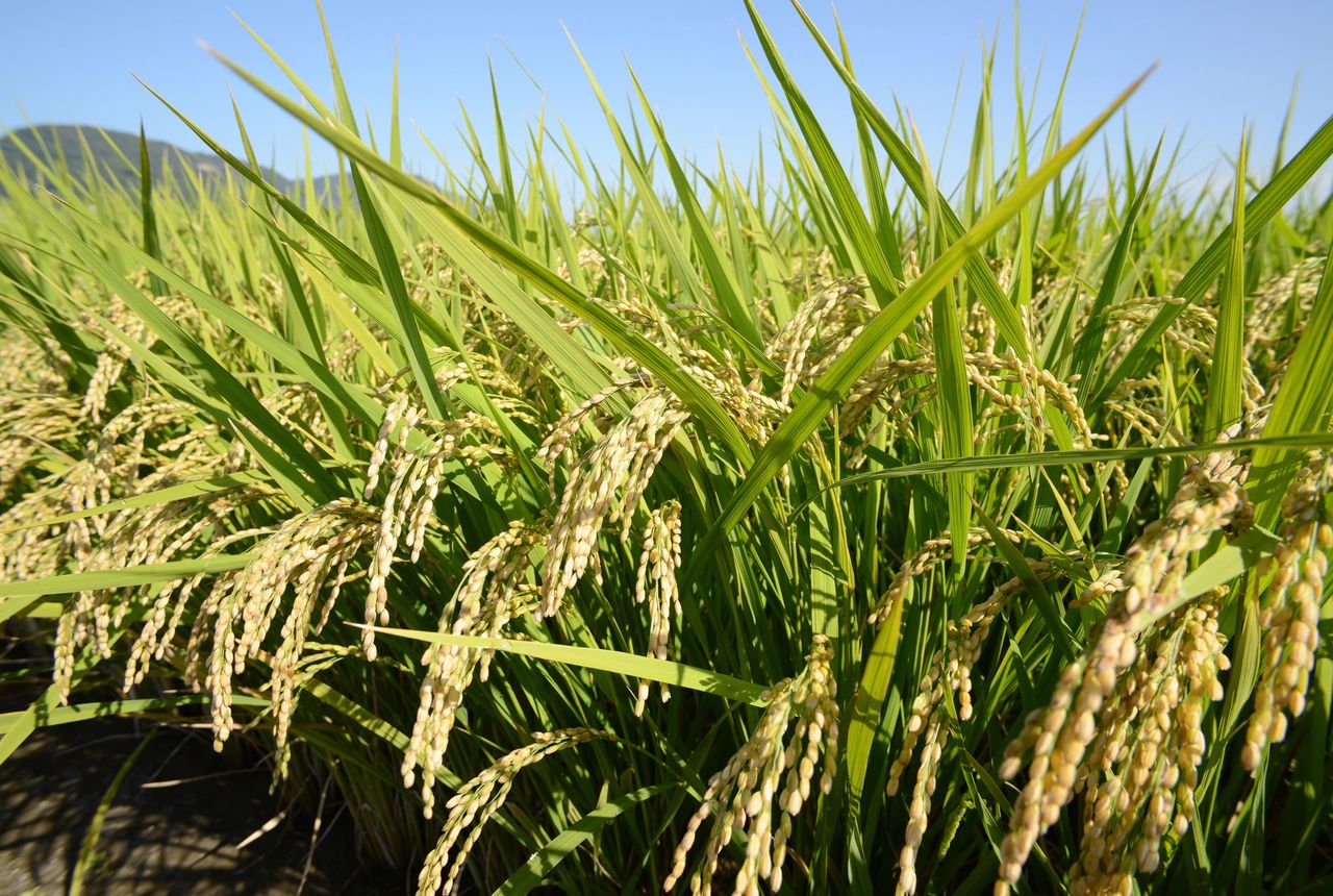 Arroz, Productores, Alimentos, Colombia, Fenómeno del Niño. Arroz, Productores, Alimentos, Colombia, Fenómeno del Niño.