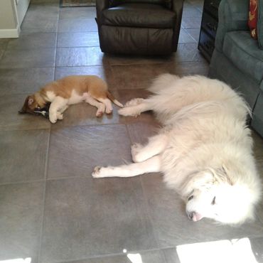 Daisy (Foster and Ozzy -Pet Sitter