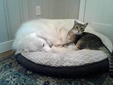 Ozzy and Guinness -Pet Sitter