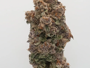Close-up of a cannabis bud with trichomes.