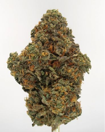 Close-up of a dense cannabis bud.