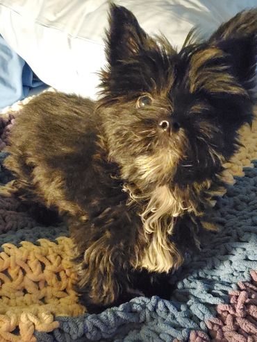 Small black and white fluffy dog on a colorful knitted blanket with a green heart toy.