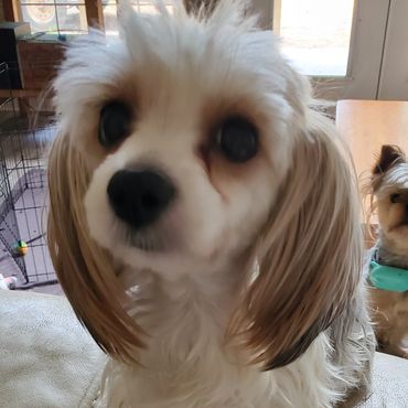 Close-up of a fluffy white dog on a beige couch with another dog in the background.