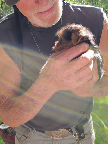 An elderly man gently holds a small puppy outdoors with sunlight and lens flare.