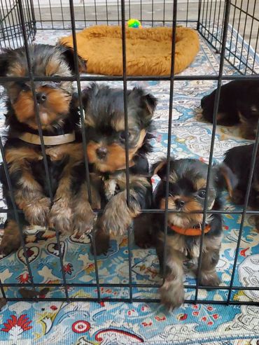 Three adorable puppies behind a metal cage on a patterned rug.