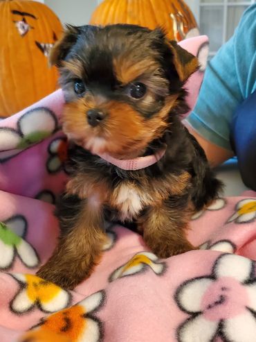 Adorable tiny puppy wrapped in a pink floral blanket with Halloween pumpkins in the background.