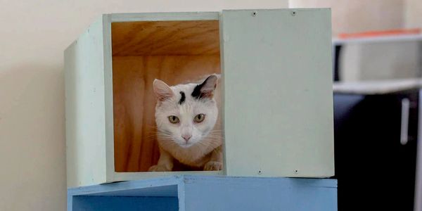 Gato Valentino posando dentro de una caja