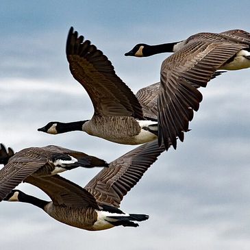 A group of five Canada geese flying together against a cloudy sky.