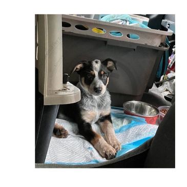 Puppy sitting on a mat inside a vehicle.