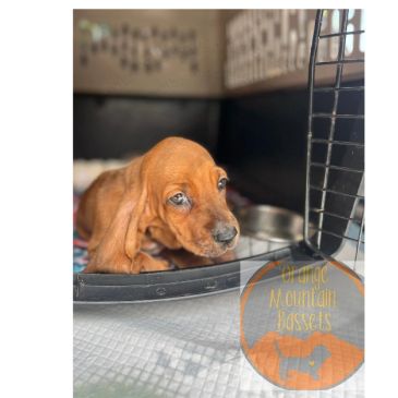 Cute basset hound puppy resting in a crate.